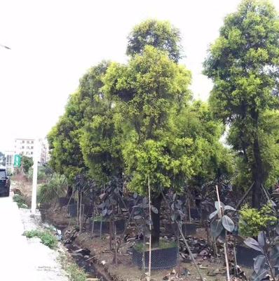 广州市鑫善园林绿化工程施工 以细节成就卓越，用影像记录匠心