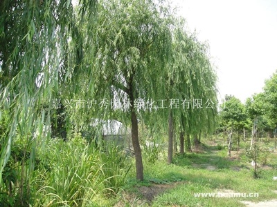 垂柳绿荫映江南 园林工程施工、养护与苗木经营一体化实践