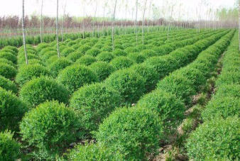 小叶女贞造型盆景 园林绿化工程中的多场景艺术应用与施工要点