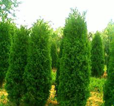 园林绿化工程 定义、施工流程与价值意义