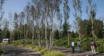 园林绿化工程的定额套用指南 一文搞定施工预算与管理